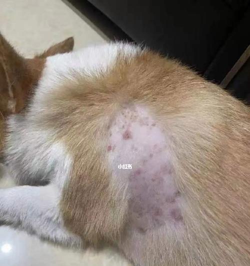 小狗肚子红斑的常见原因及处理方法（宠物主人必知的肚子红斑防治全攻略）