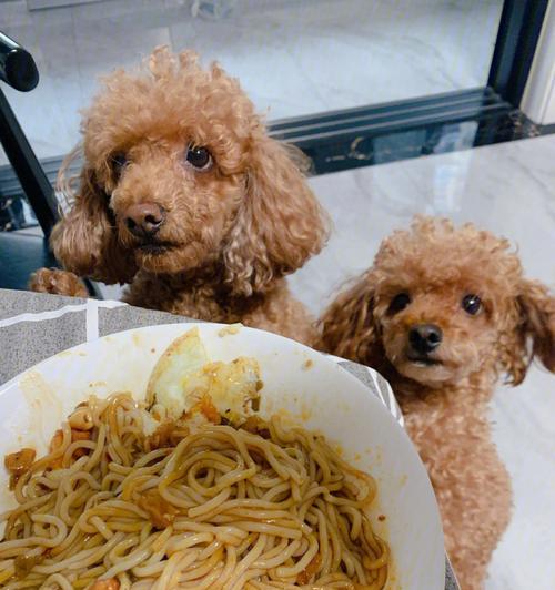 小狗可以吃花生米吗（宠物饮食的注意事项与健康食谱）
