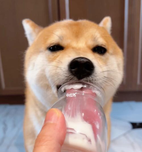 小狗喝酸奶会不会拉稀（宠物喝酸奶的好处与坏处）