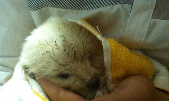 小狗拉稀有粘液该怎么办（宠物犬出现拉稀症状时的应对措施）