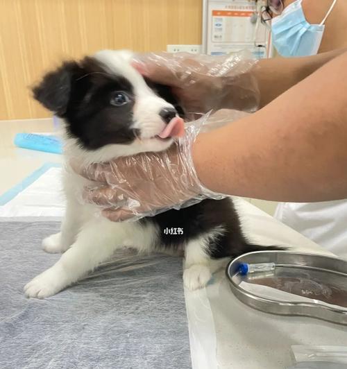 小狗的洗澡和疫苗接种（宠物爱好者必看的小狗日常护理指南）