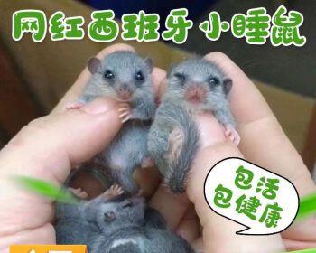 小狗的洗澡和疫苗接种（宠物爱好者必看的小狗日常护理指南）