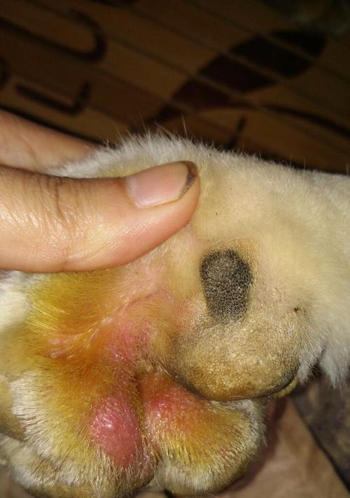 小狗皮肤脓包处理方法（如何帮助宠物舒缓皮肤炎症）