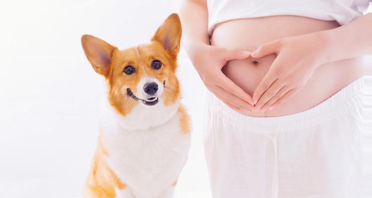 小狗喜欢怀孕的女人（探讨小狗喜欢哪种类型的孕妇以及可能的原因）