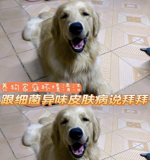 小狗洗澡后好跑的原因（揭秘宠物洗澡后的神奇变化）