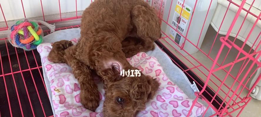 如何消毒小狗细小病（保护宠物健康）