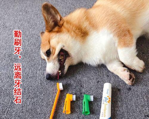 急！小狗牙断了一半怎么办（宠物主人必看）