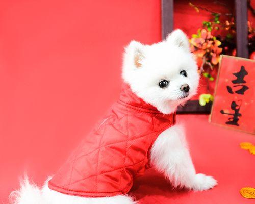 小狗掉毛怎么办（探索掉毛背后的原因）