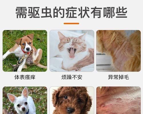 小狗驱虫的重要性（从哪个时期开始）