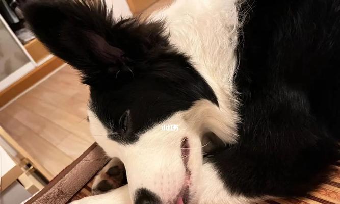 小狗为何嗑硬东西（了解原因）