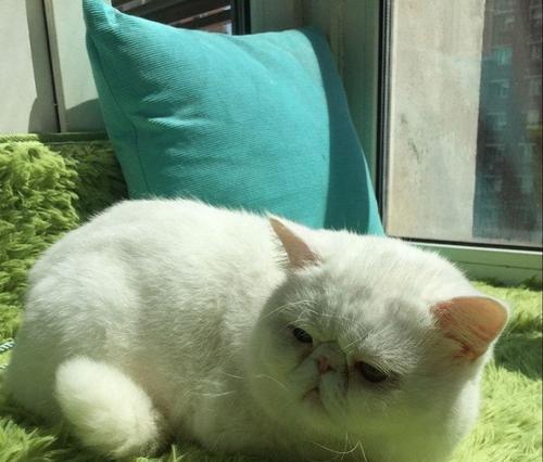 小加菲猫可以吃哪些鱼（宠物饮食需注意）