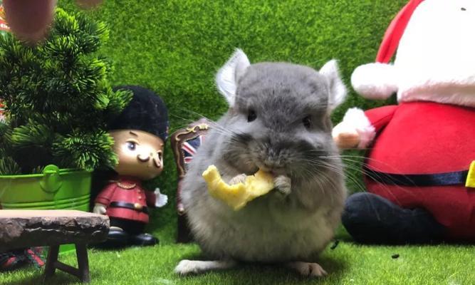 如何解决宠物小龙猫咬人问题（从宠物选择到训练）