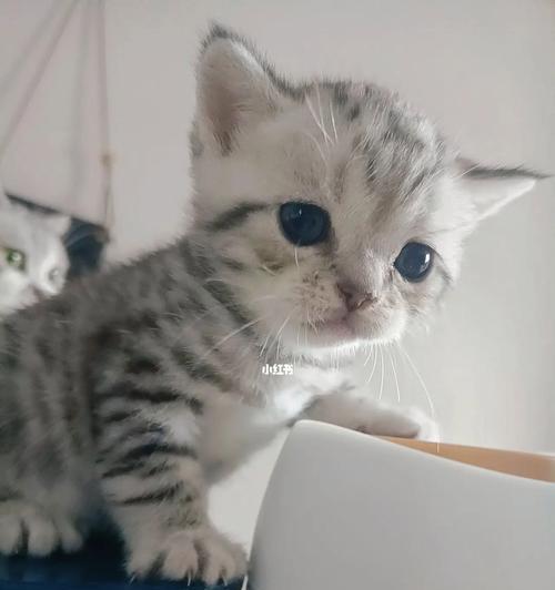 小猫两个月可以吃什么（宠物饲主必知的喂养细节）