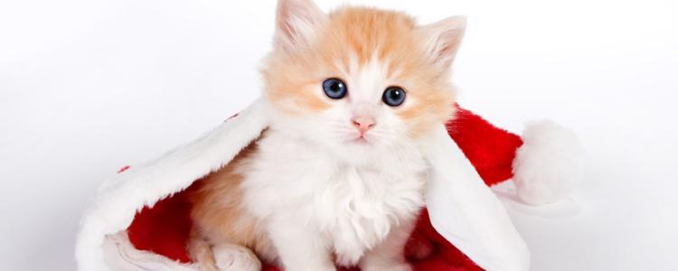 小猫的爱，宠物的情（以小猫爱猫妈妈图片大全为主题的宠物文章）