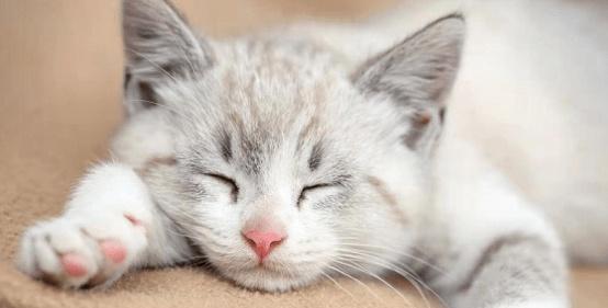 小猫白细胞低如何治疗（以宠物为主）