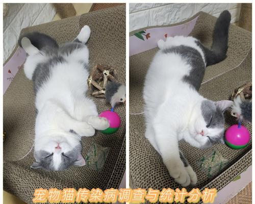 如何治疗小猫杯状病毒（宠物爱好者必看）