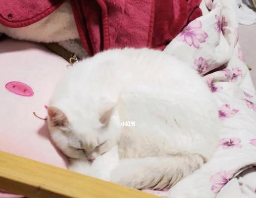 养猫必知——如何刺激小猫排便？