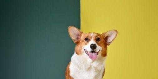 养猫必知——如何刺激小猫排便？