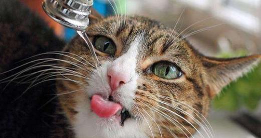 宠物猫不爱喝水的原因及解决办法（解密宠物猫的饮水习惯）