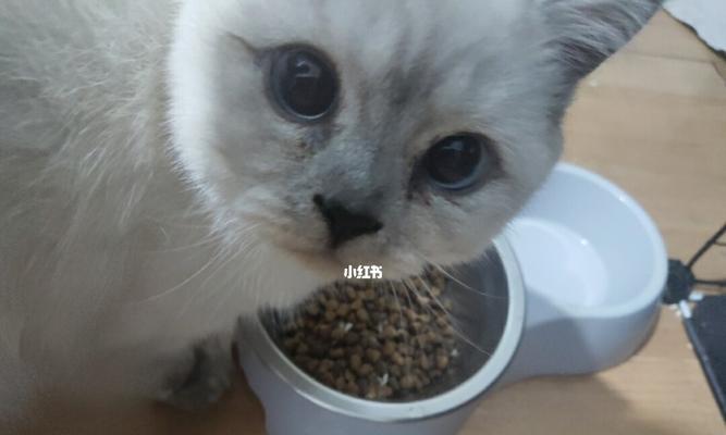 小猫不吃干猫粮怎么办（宠物养护必知）
