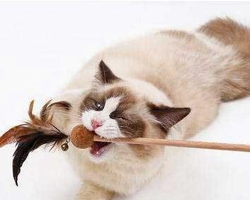 小猫不会吃东西怎么养（宠物爱心养成指南）