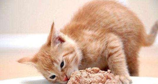 小猫不会吃东西怎么养（宠物爱心养成指南）