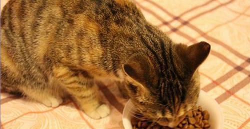 宠物小猫为何不会吃碗里的东西（探究小猫不吃食物的原因和解决方法）