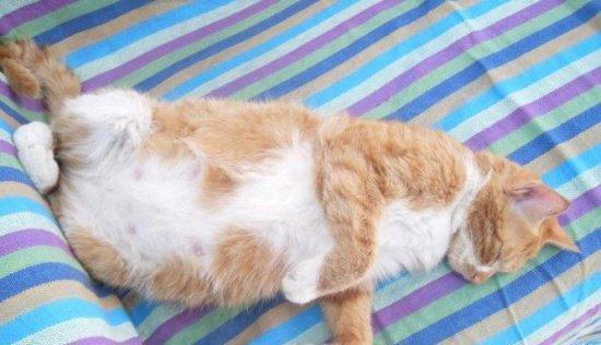 小猫产房最适宜的温度（以宠物为主）