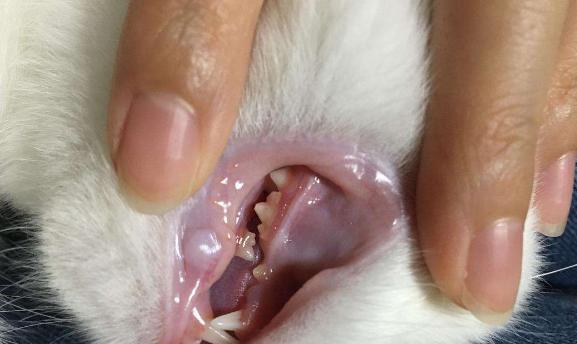 小猫长出犬齿，你知道多大吗（宠物的成长和发育过程中的常见变化）