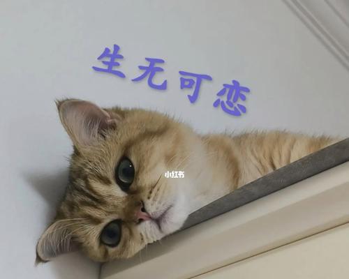 小猫肠胃炎发烧应对指南（宠物照顾必备）