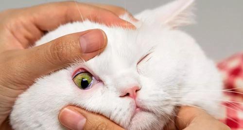 小猫吃药康复全纪实（以宠物为主）