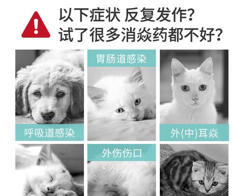 小猫感染打头孢，如何正确给它注射药物（宠物健康的保障）