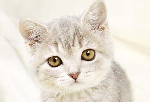 一窝小猫萌翻天，宠物之爱让人心醉（一窝小猫萌翻天）