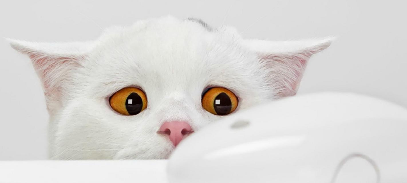 一窝小猫萌翻天，宠物之爱让人心醉（一窝小猫萌翻天）
