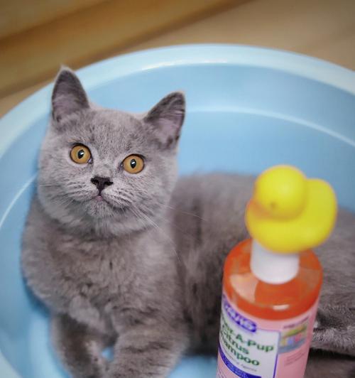 小猫到家几天后能洗澡（宠物猫洗澡的注意事项）