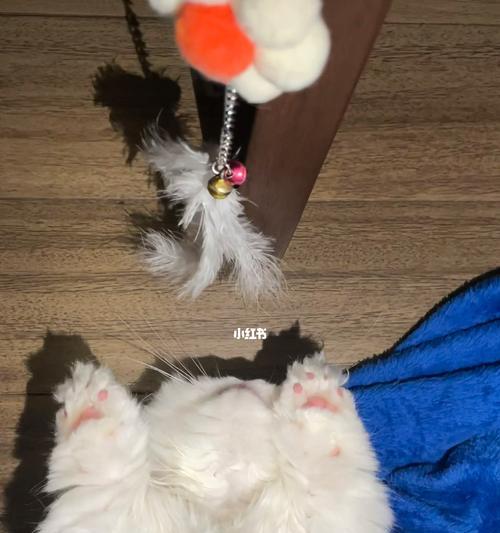 小猫到家几天后能洗澡（宠物猫洗澡的注意事项）