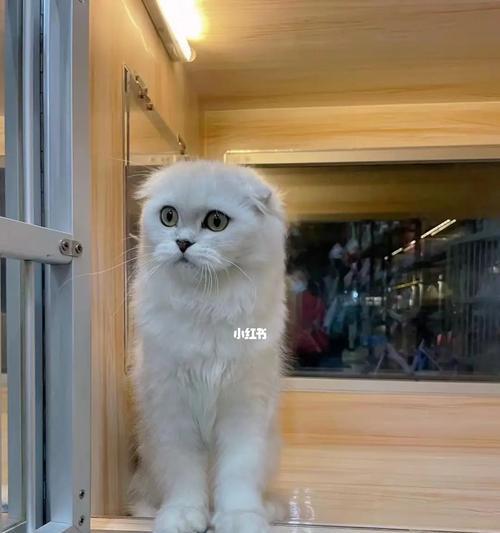 小猫到家，如何做好宠物护理（注意事项及护理方法）