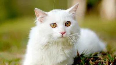 小猫到家，如何做好宠物护理（注意事项及护理方法）