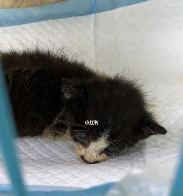 小猫患猫瘟该如何治疗（以宠物为主）