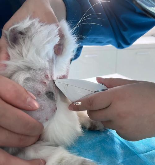 小猫得了猫藓怎么办（以宠物为主）