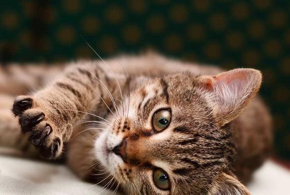 小猫尿道炎的治疗方法及预防措施（宠物猫得了尿道炎怎么办）