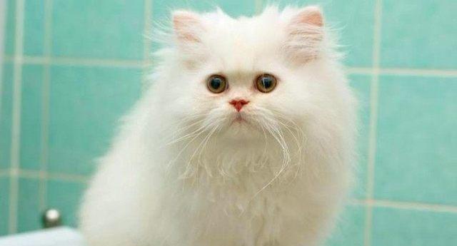 小猫的鼻子，你了解多少（探寻小猫鼻子的奥秘）