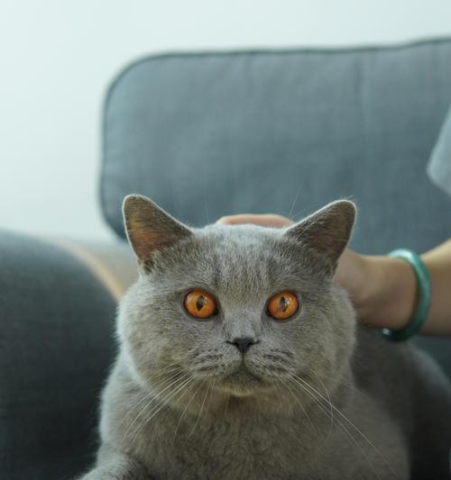 小猫的叫声究竟代表什么（深入了解小猫叫声的含义与表达方式）