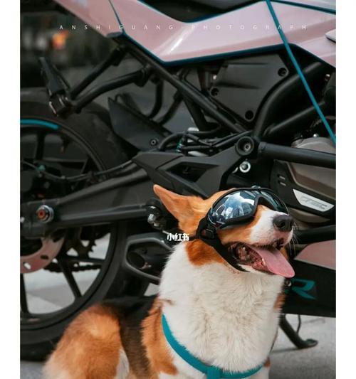 带着宠物一起骑摩托车的注意事项（如何安全地让宠物骑摩托车）