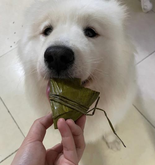 小狗的饮食健康（解密小米粥对狗狗的影响）