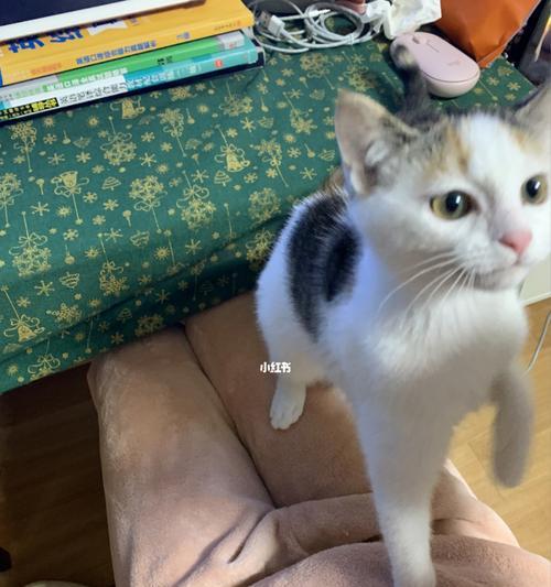 小猫吃人药的危害与预防（了解药物成分）