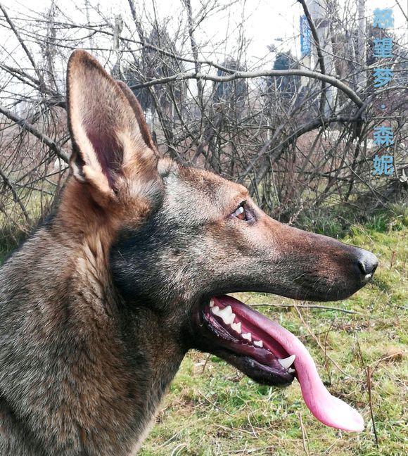 以昆明犬狼爪为主题，了解宠物的特别之处（昆明犬狼爪的历史与特点）