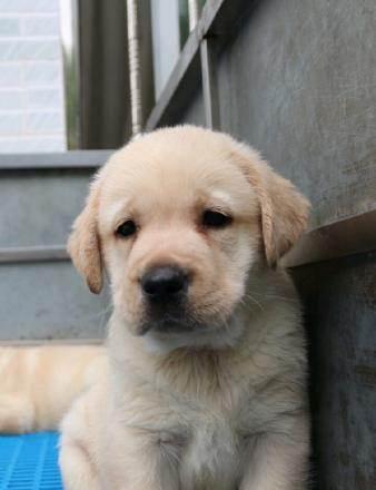 拉布拉多得犬瘟治疗全攻略（以宠物为主）