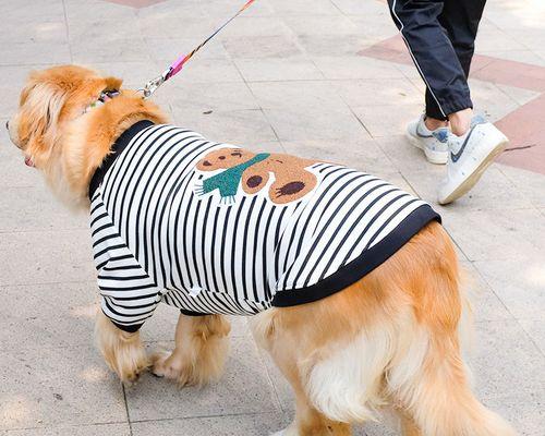 探秘拉布拉多狗狗——忠诚、友好、聪明的宠物选择（了解拉布拉多狗狗的特点和养护方法）