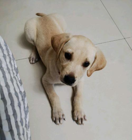 拉布拉多两个月幼犬的饮食指南（从宠物角度出发）